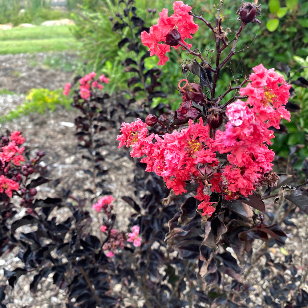 
                      
                        LAGERSTROEMIA SLENDER BLACK™ -  CREPE MYRTLE
                      
                    