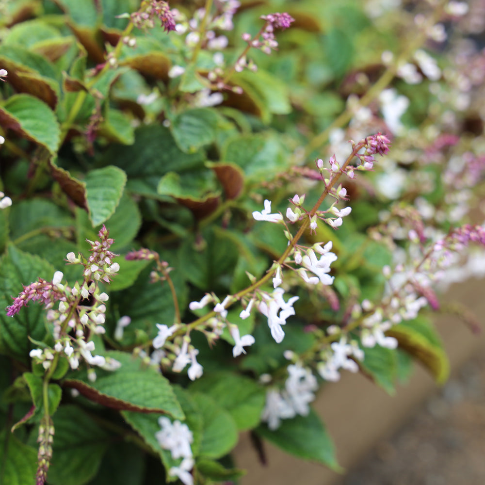 
                      
                        FLORA MOUND™ PLECTRANTHUS
                      
                    