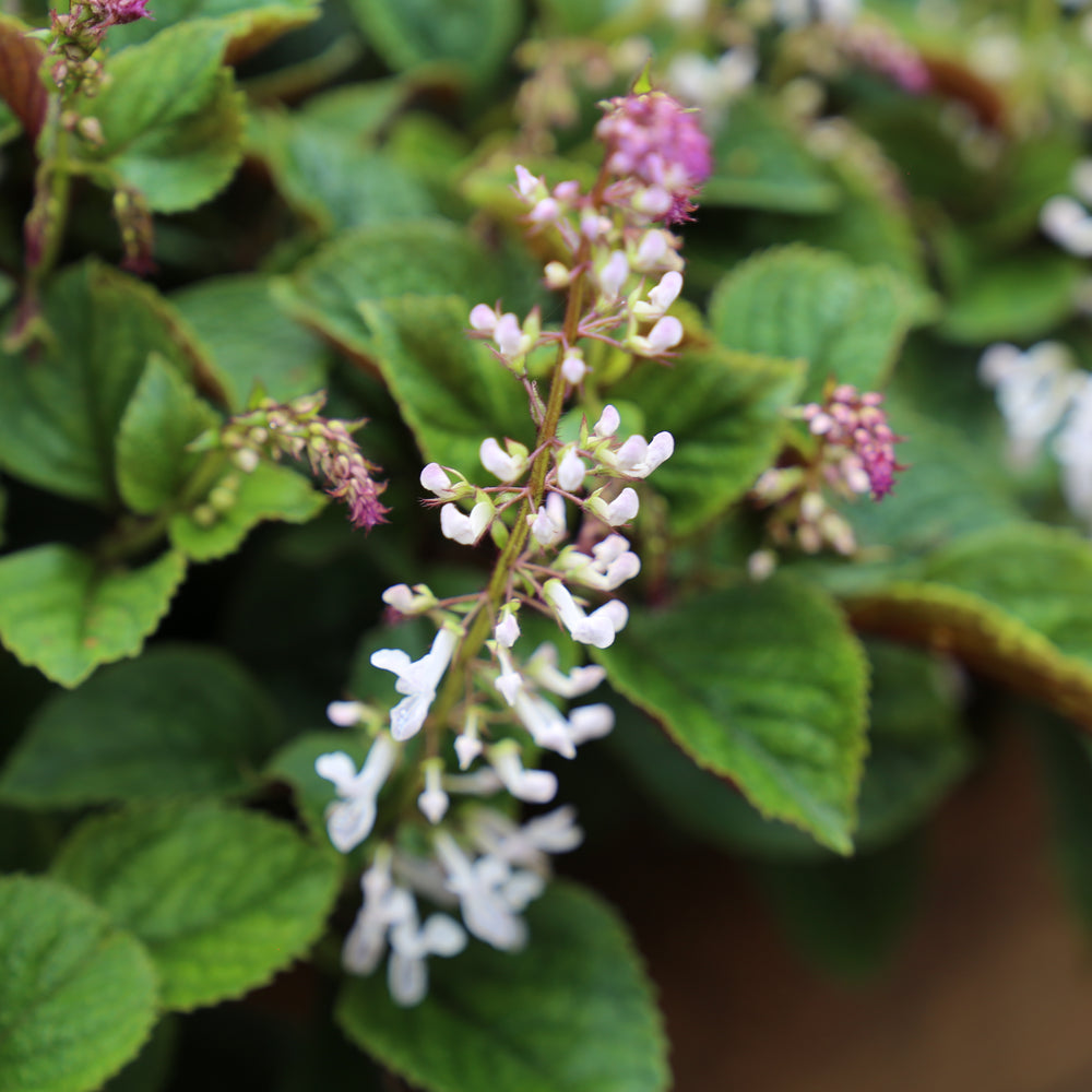 
                      
                        FLORA MOUND™ PLECTRANTHUS
                      
                    