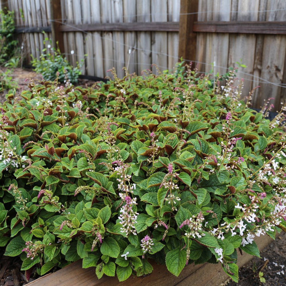 
                      
                        FLORA MOUND™ PLECTRANTHUS
                      
                    