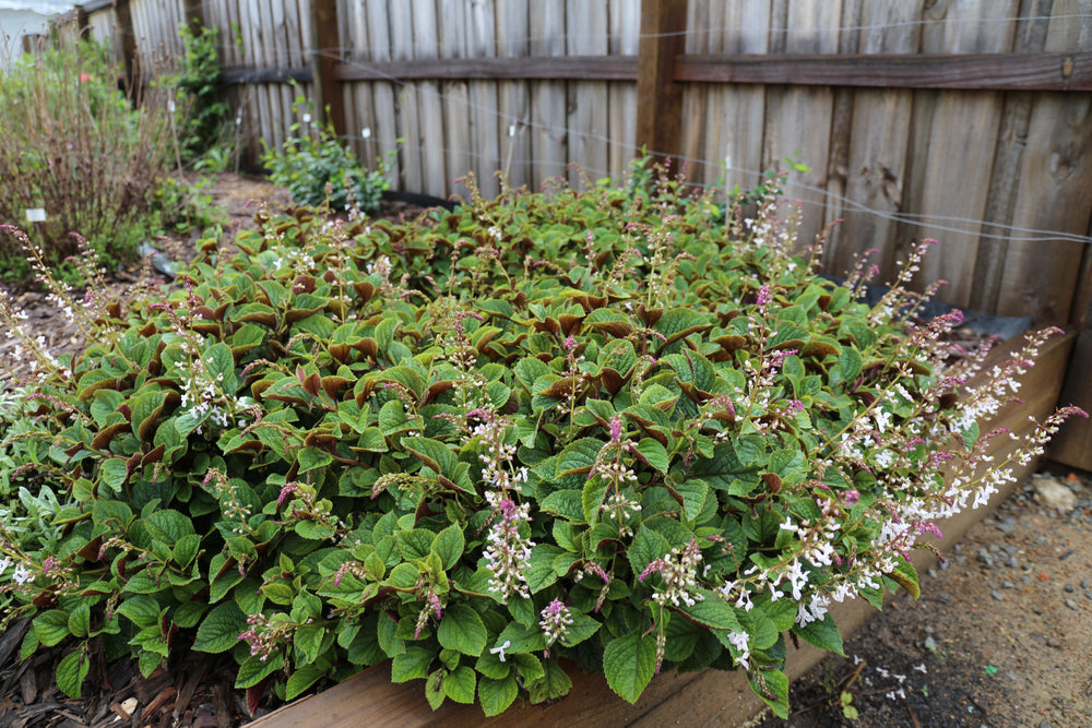 FLORA MOUND™ PLECTRANTHUS