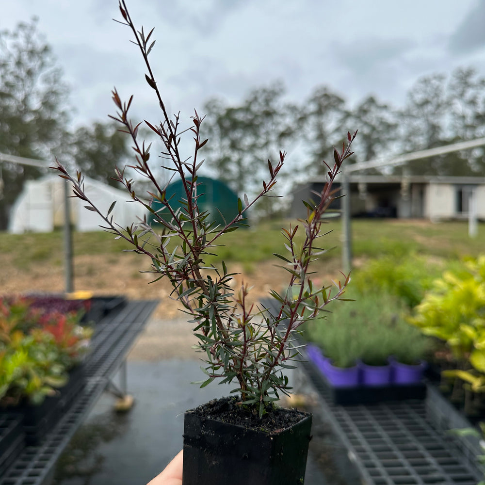 
                      
                        LEPTOSPERMUM NANUM RUBRUM
                      
                    