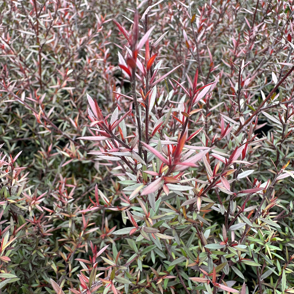 
                      
                        LEPTOSPERMUM NANUM RUBRUM
                      
                    