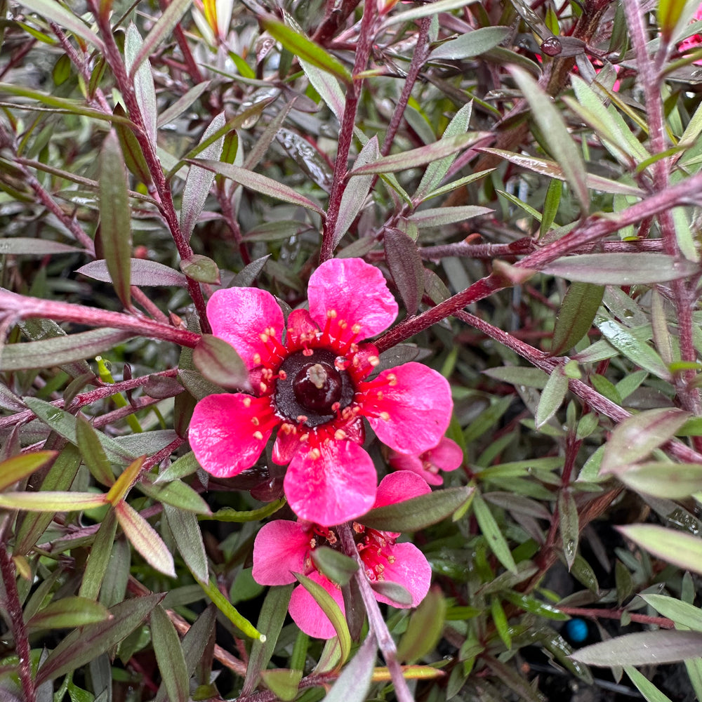 
                      
                        LEPTOSPERMUM NANUM RUBRUM
                      
                    