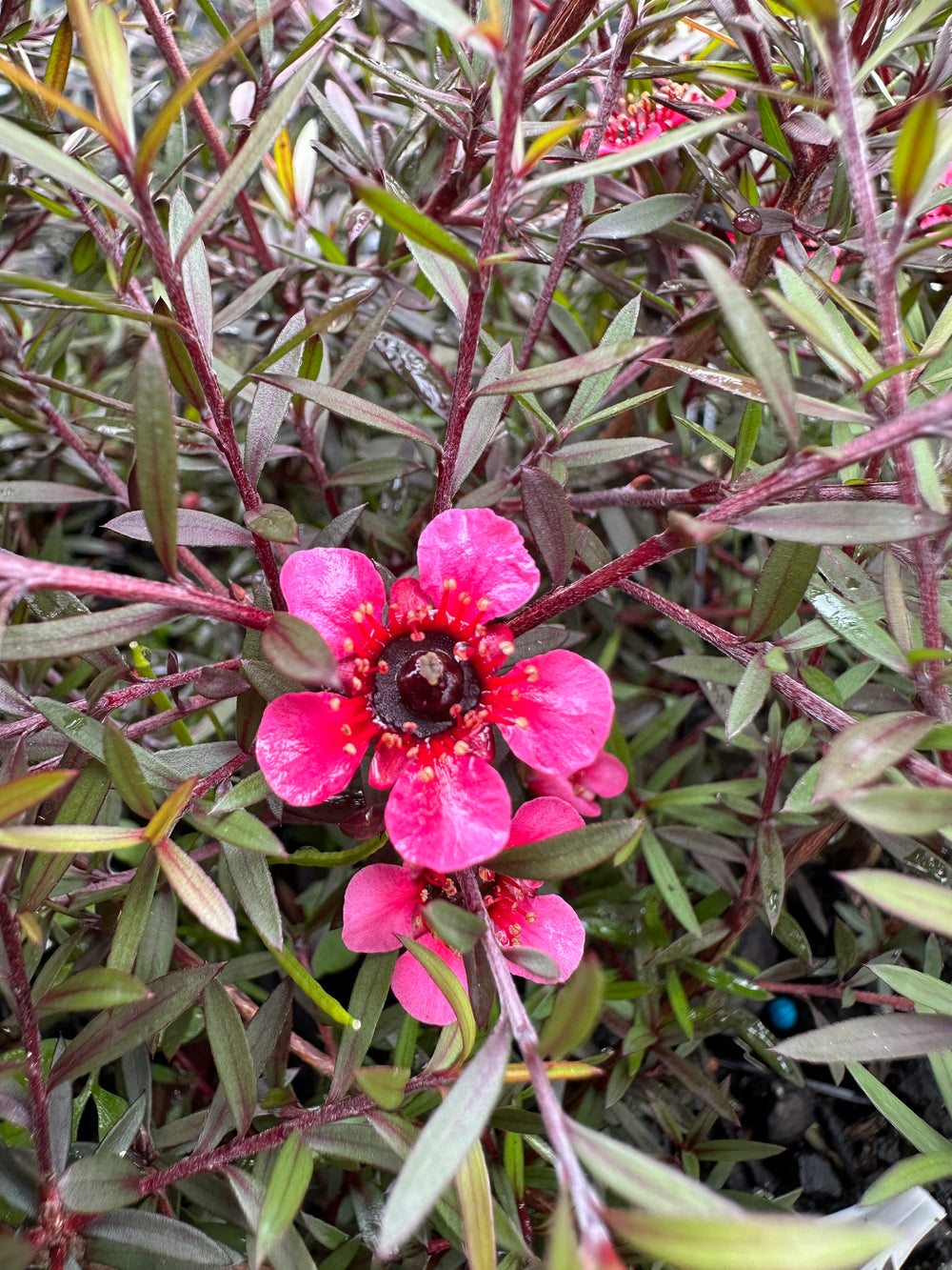 LEPTOSPERMUM NANUM RUBRUM