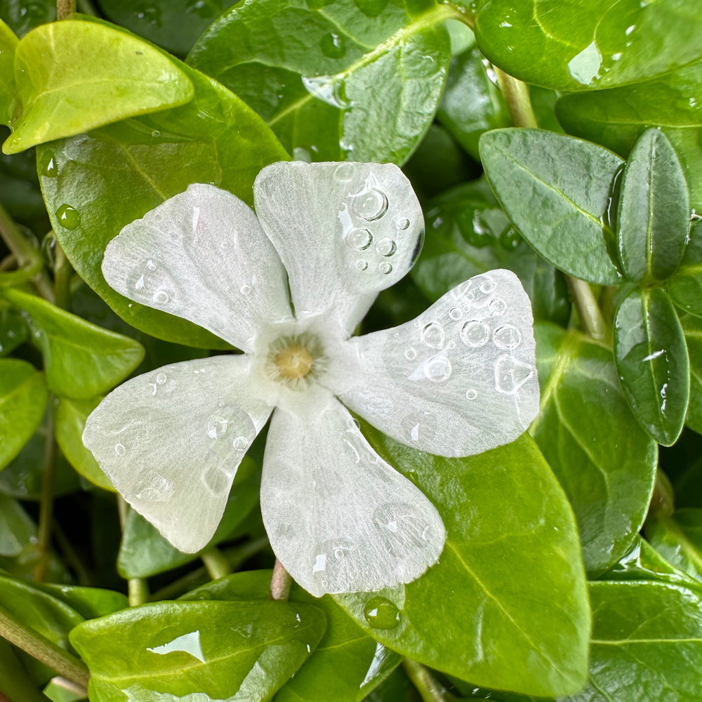 
                      
                        VINCA WHITE PERIWINKLE
                      
                    