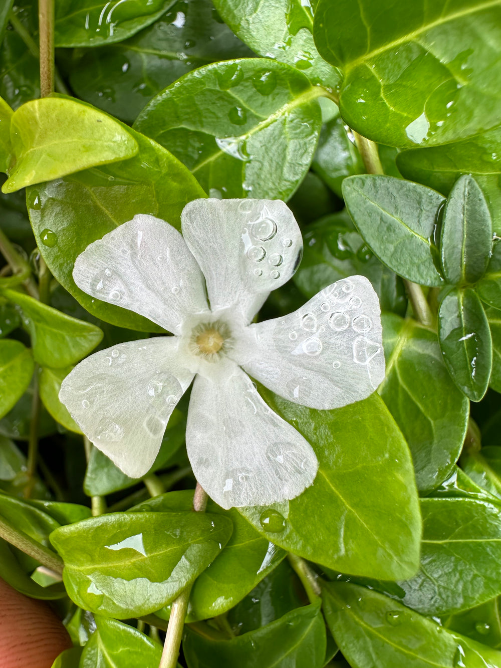 VINCA WHITE PERIWINKLE