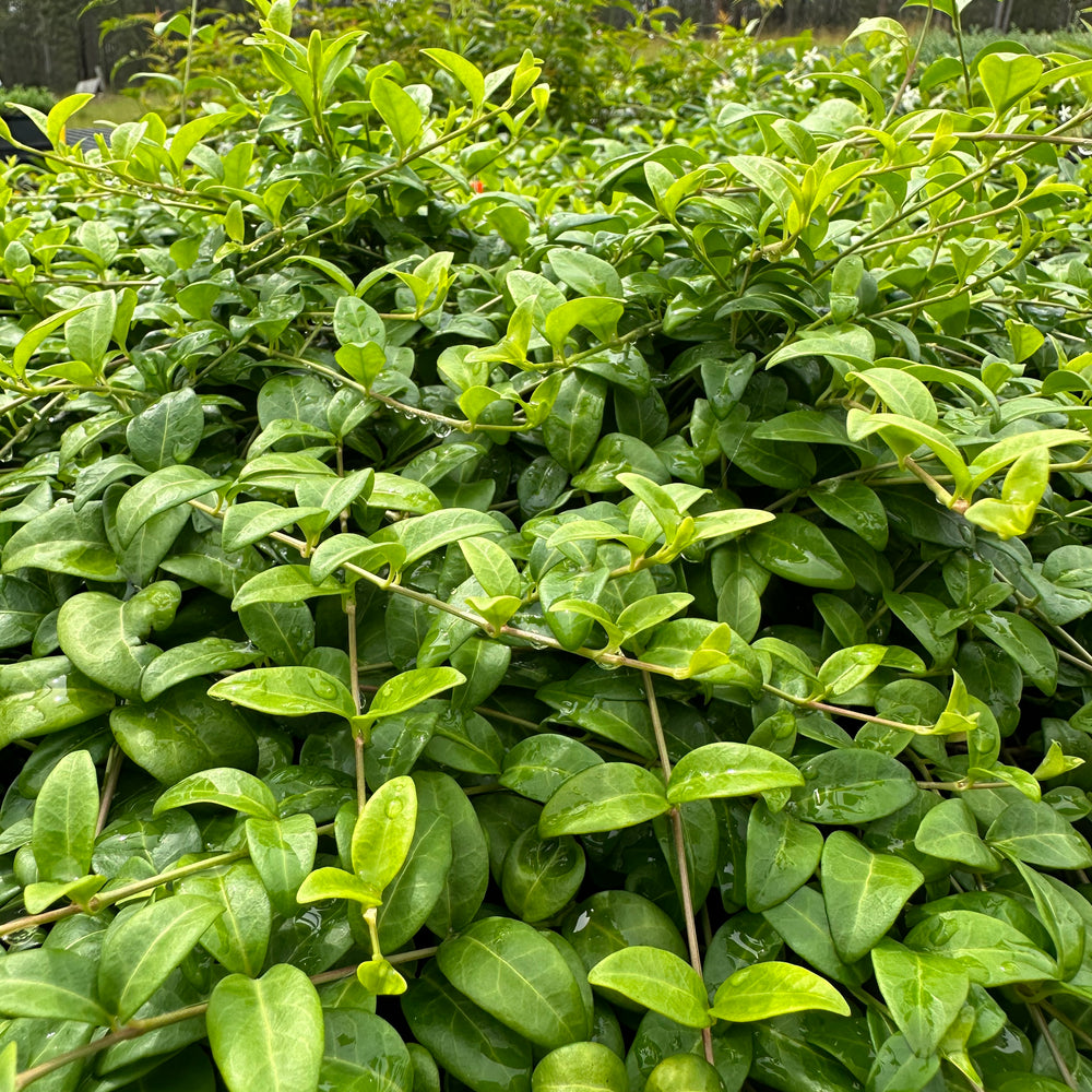 
                      
                        VINCA WHITE PERIWINKLE
                      
                    