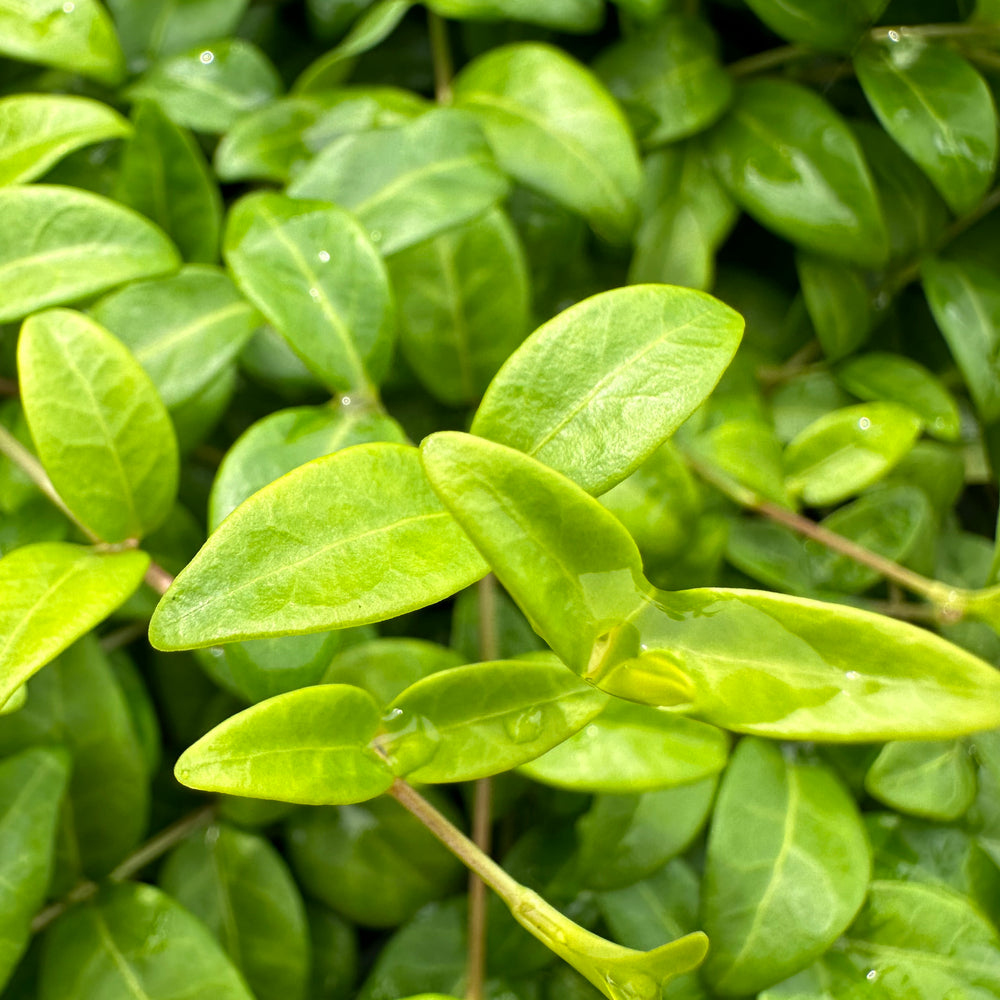 VINCA WHITE PERIWINKLE