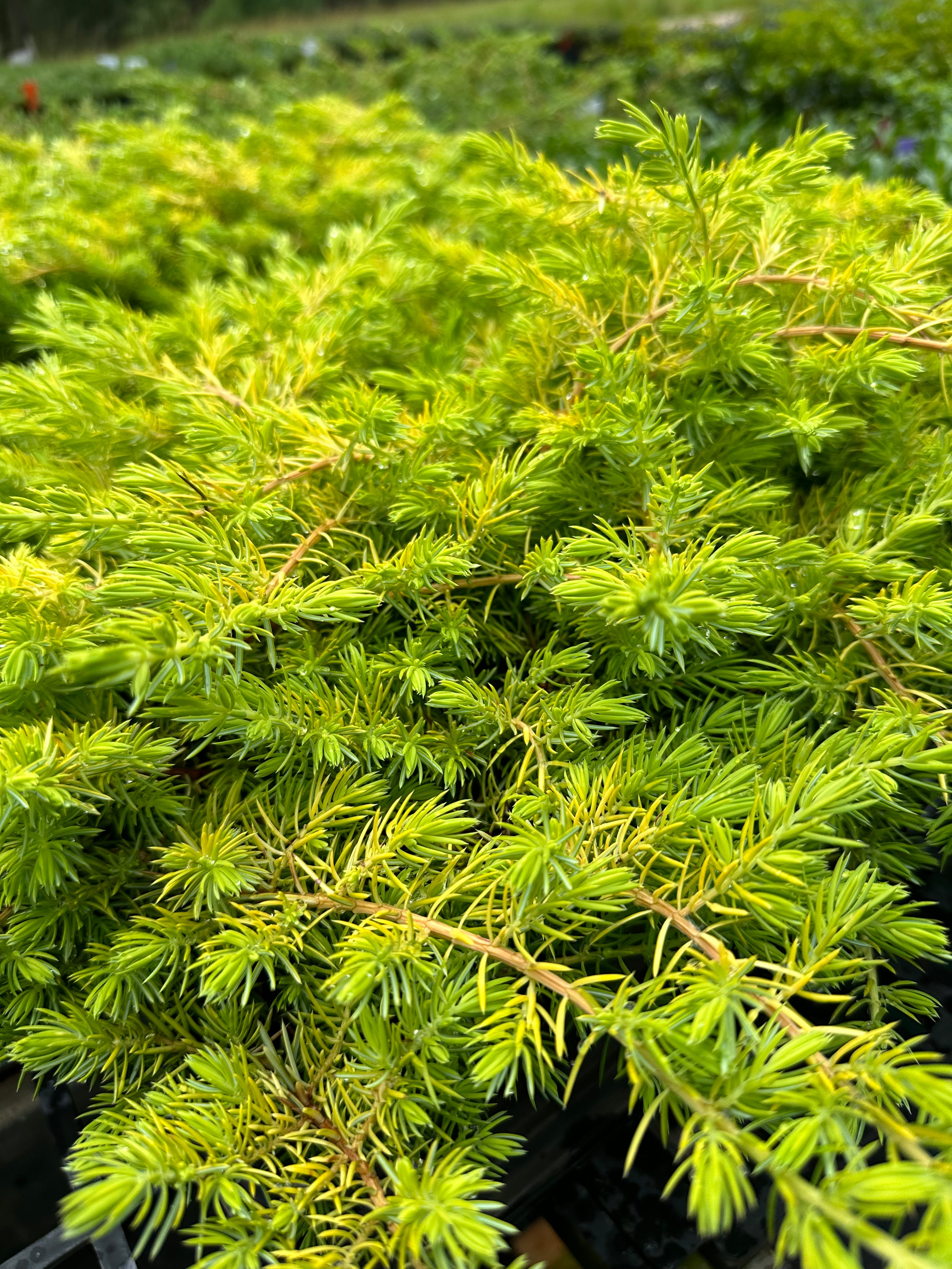Japanese Juniper Ground Cover How To Prune An Overgrown Juniper: