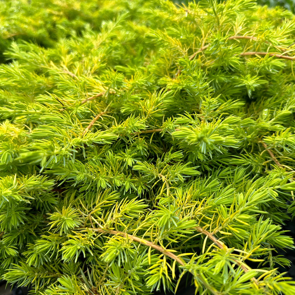 JUNIPERUS CONFERTA ALL GOLD