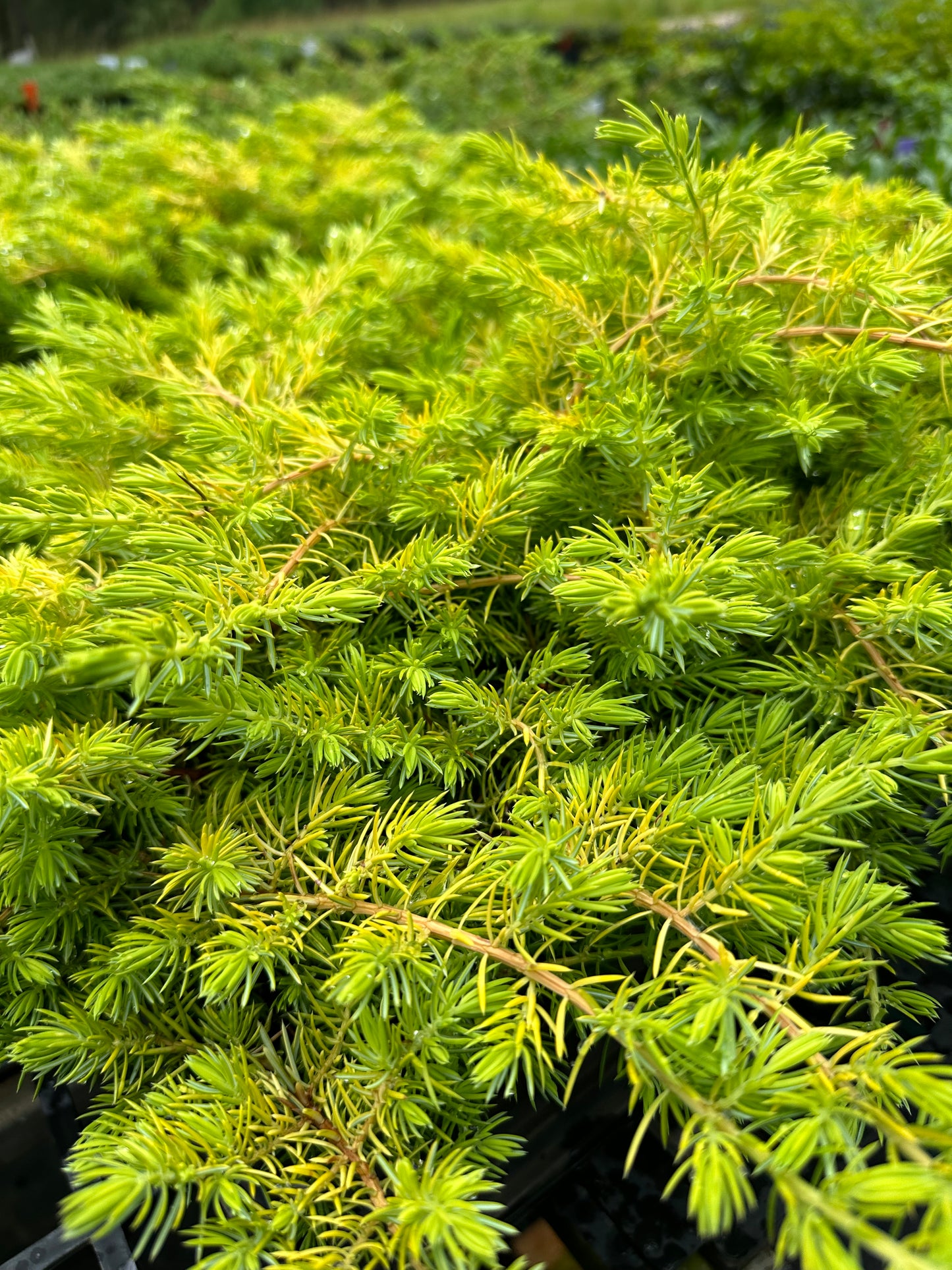 JUNIPERUS CONFERTA ALL GOLD