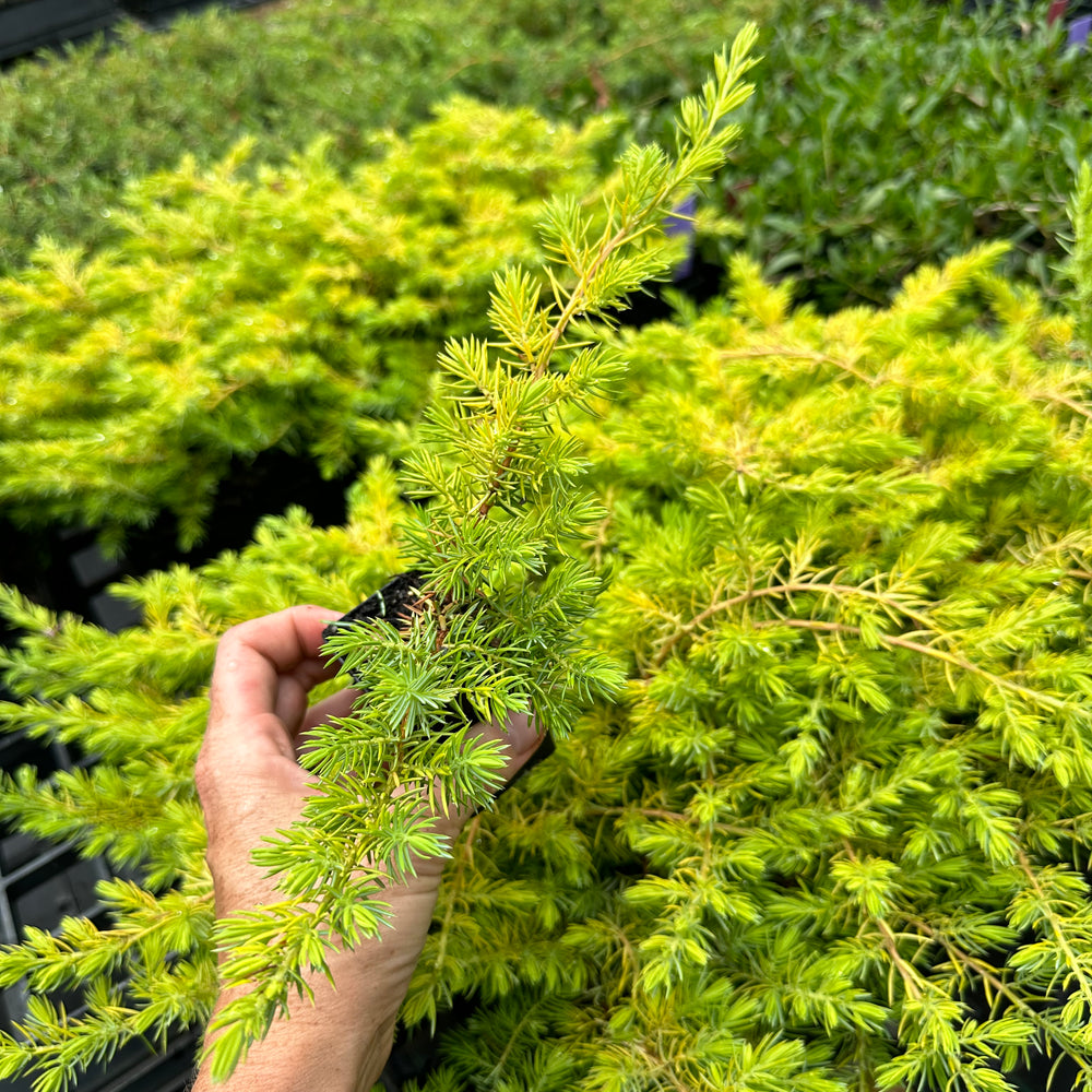 JUNIPERUS CONFERTA ALL GOLD