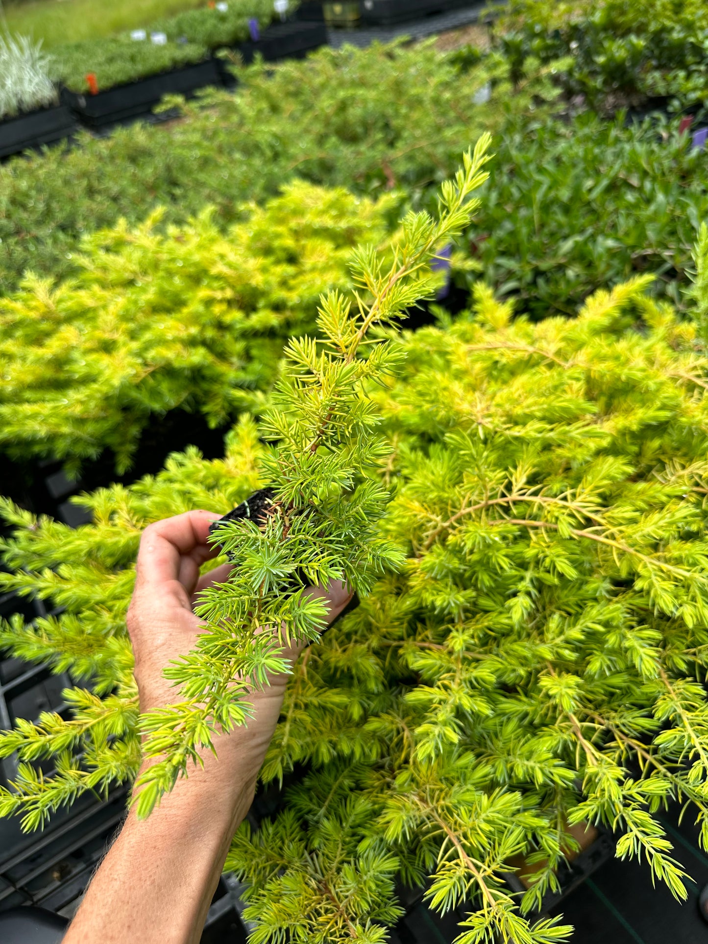 JUNIPERUS CONFERTA ALL GOLD