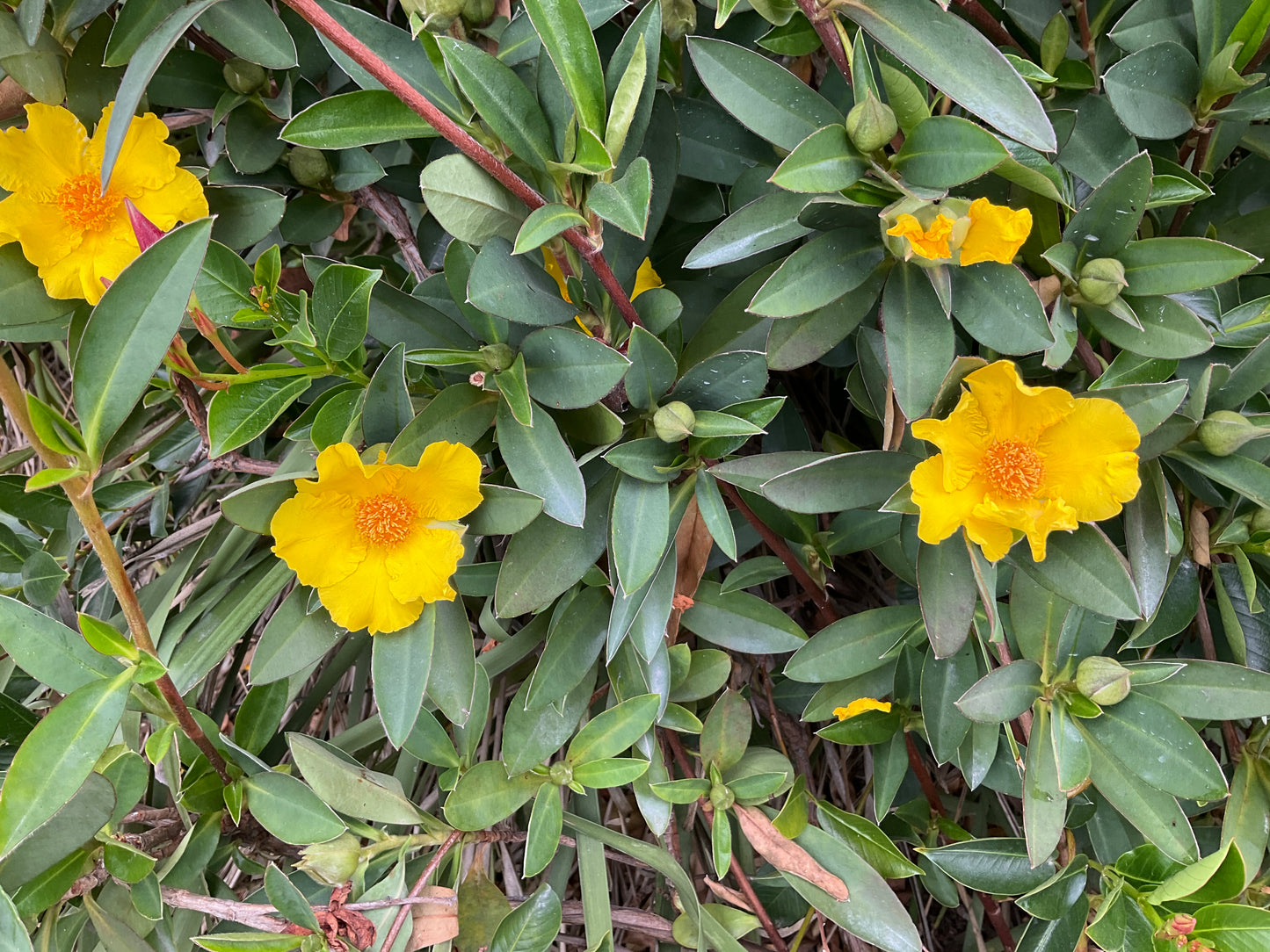 STRAIGHTUP™ HIBBERTIA SCANDENS