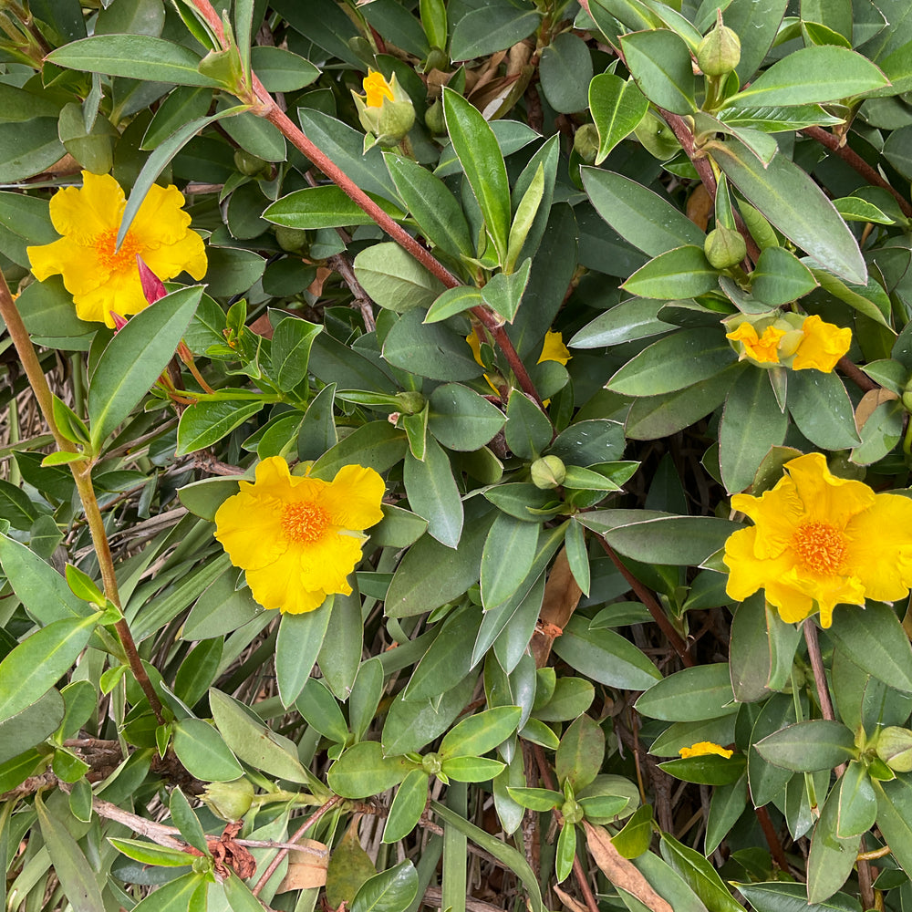 STRAIGHTUP™ HIBBERTIA SCANDENS PBR INTENDED