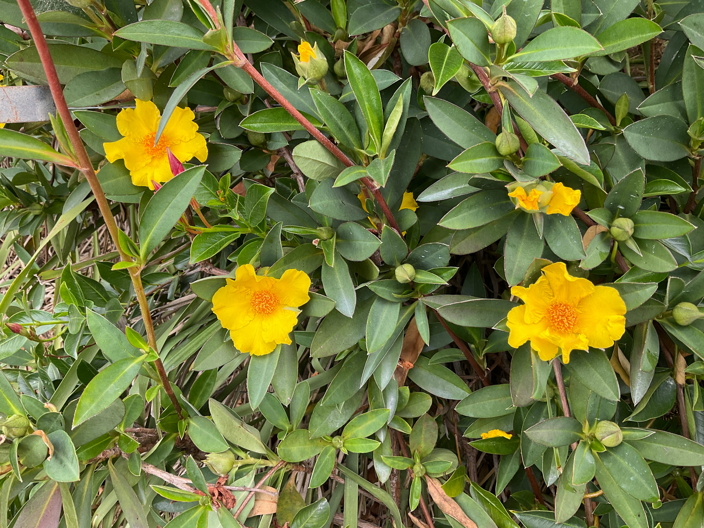 STRAIGHTUP™ HIBBERTIA SCANDENS PBR INTENDED