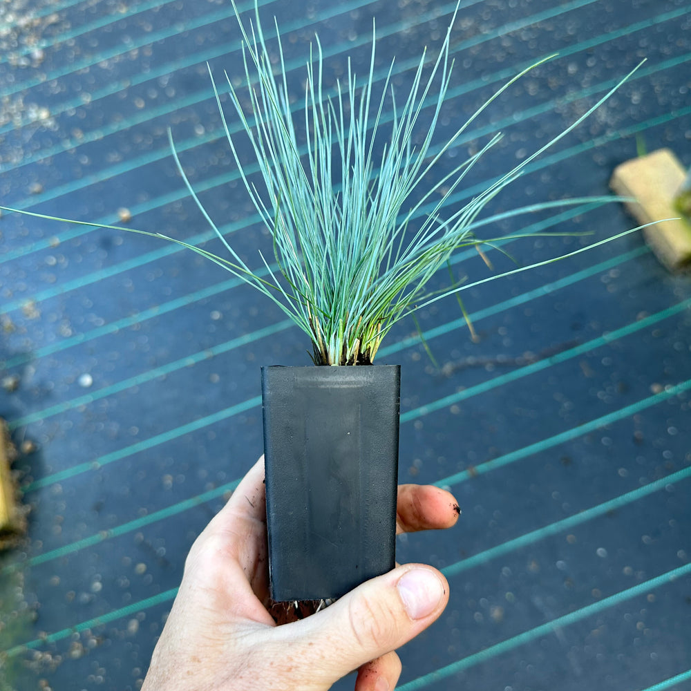 
                      
                        FESTUCA GLAUCA - BLUE FESCUE GRASS
                      
                    