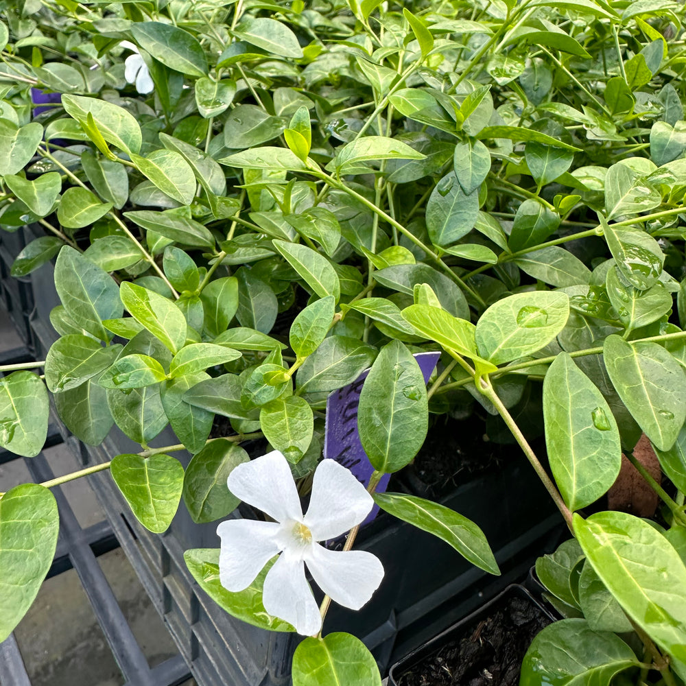 
                      
                        VINCA WHITE PERIWINKLE
                      
                    