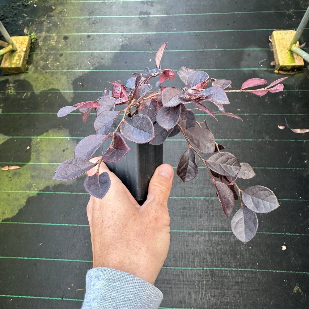 
                      
                        LOROPETALUM CHINA PINK
                      
                    