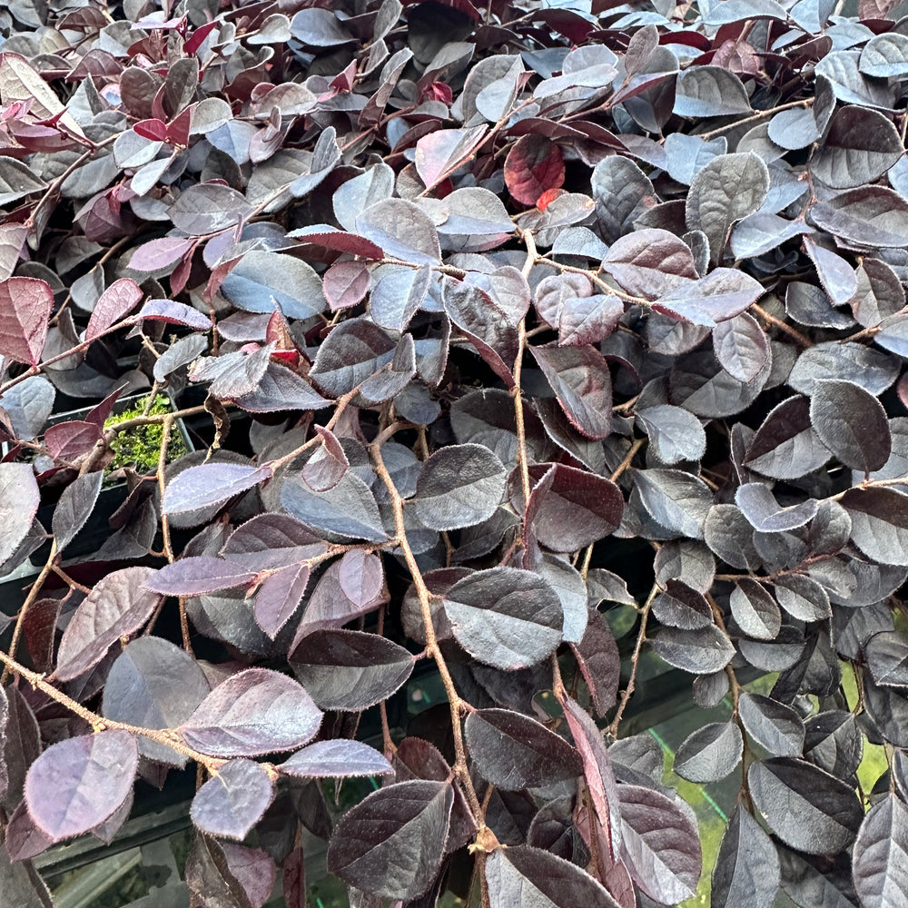 
                      
                        LOROPETALUM CHINA PINK
                      
                    