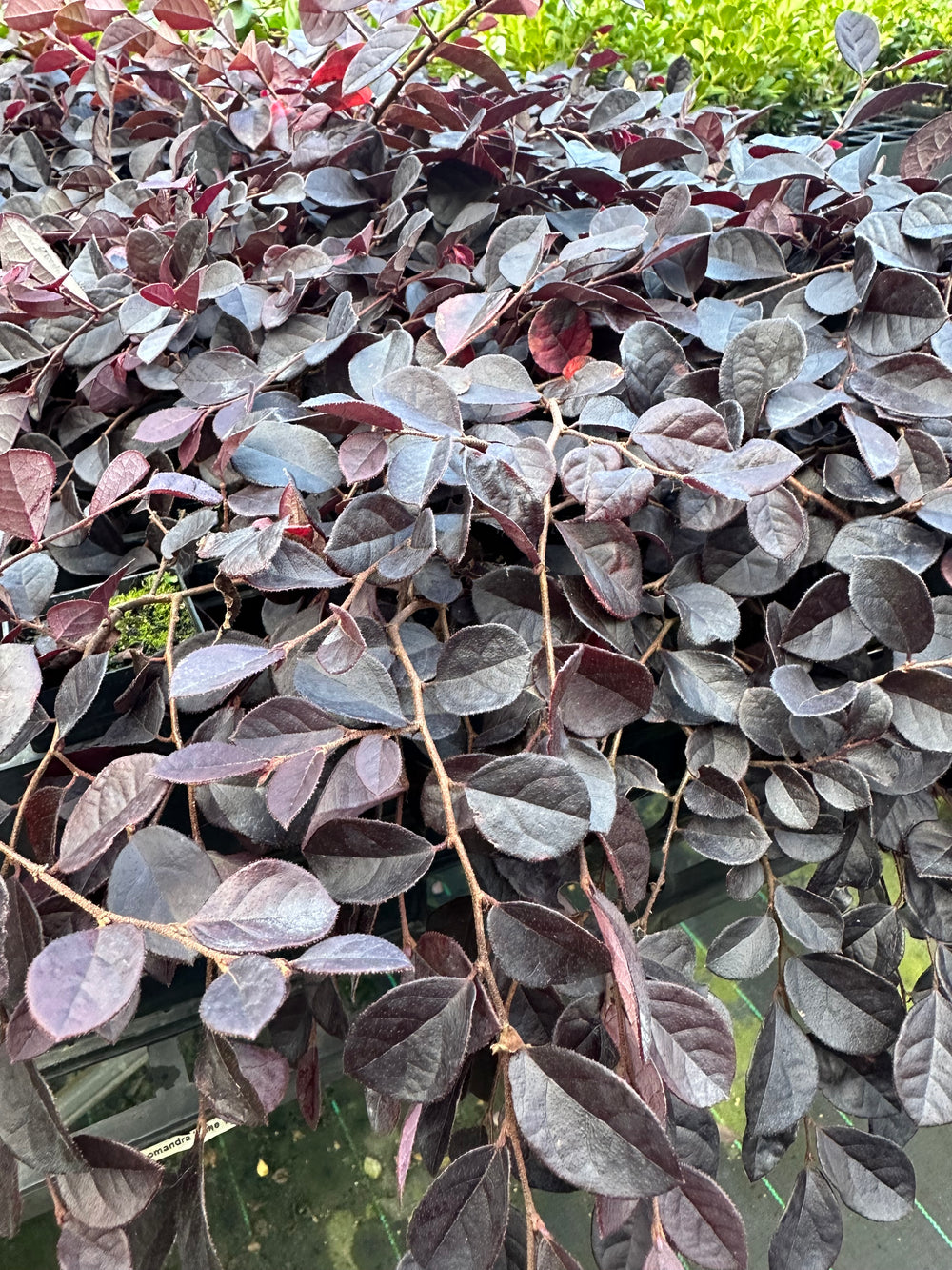 LOROPETALUM CHINA PINK