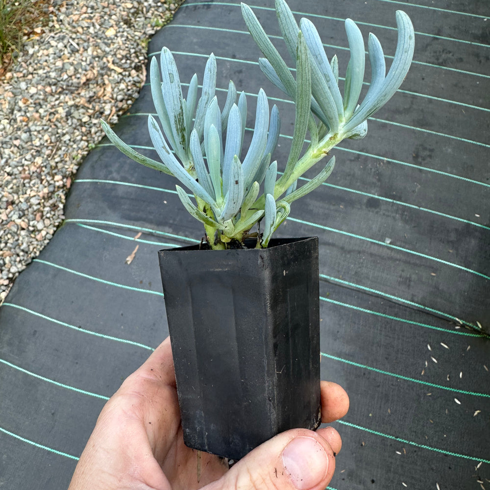 SENECIO BLUE CHALK STICKS DWARF