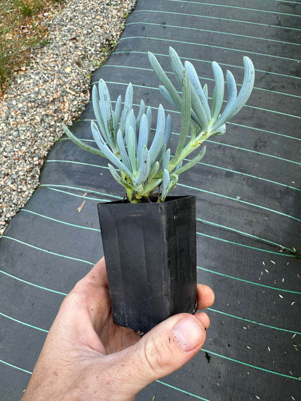 SENECIO BLUE CHALK STICKS DWARF