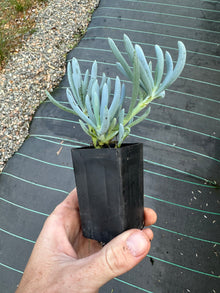  SENECIO BLUE CHALK STICKS DWARF