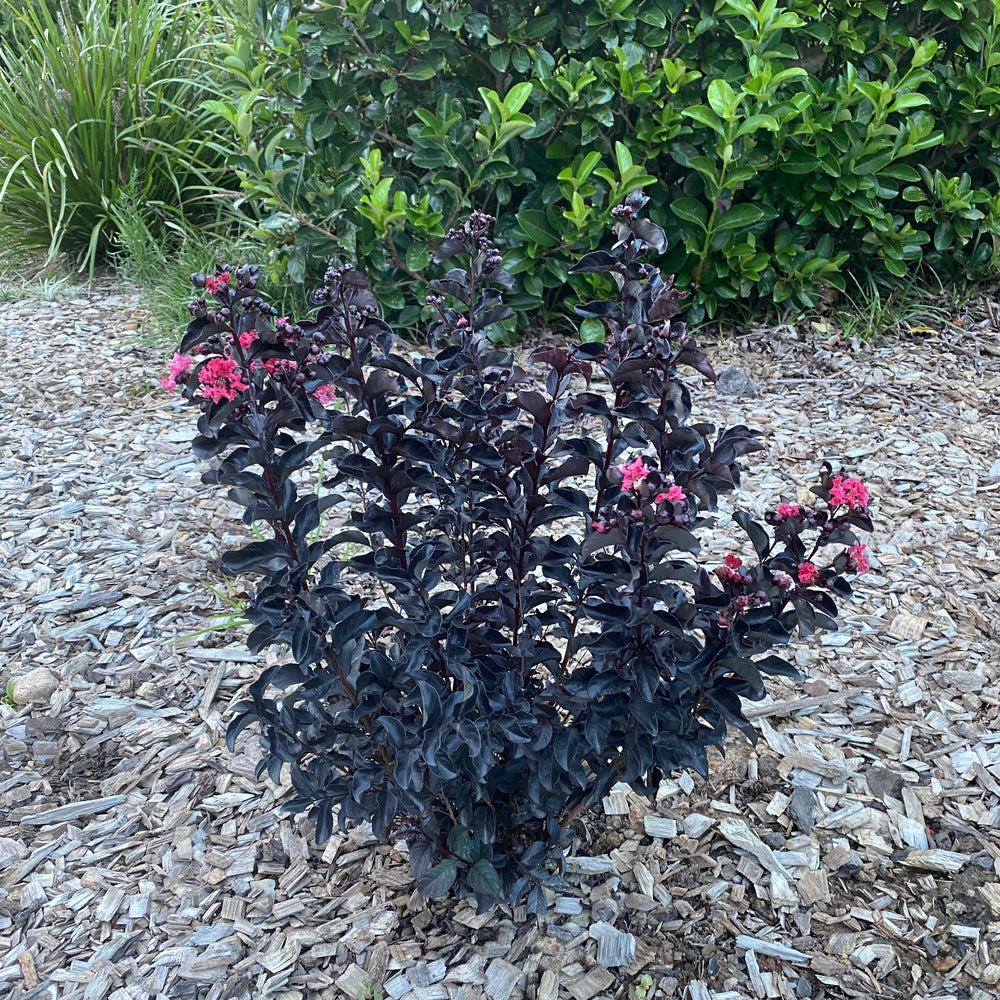 
                      
                        LAGERSTROEMIA SLENDER BLACK™ -  CREPE MYRTLE
                      
                    