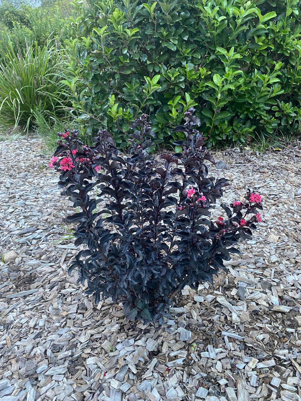 LAGERSTROEMIA SLENDER BLACK™ -  CREPE MYRTLE