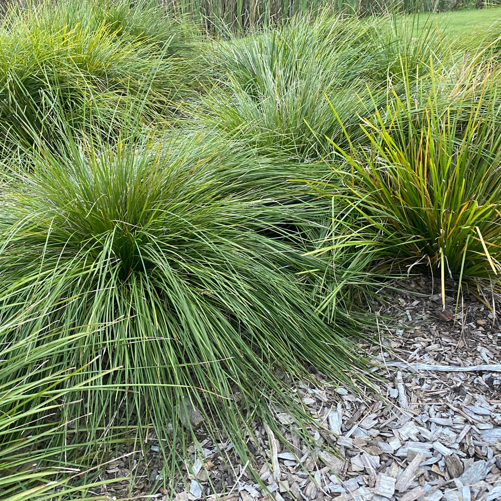 
                      
                        LADY TANIKA® LOMANDRA LONGIFOLIA
                      
                    