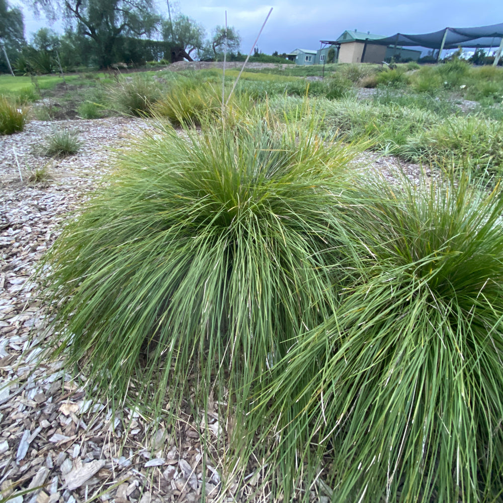 LADY TANIKA® LOMANDRA LONGIFOLIA