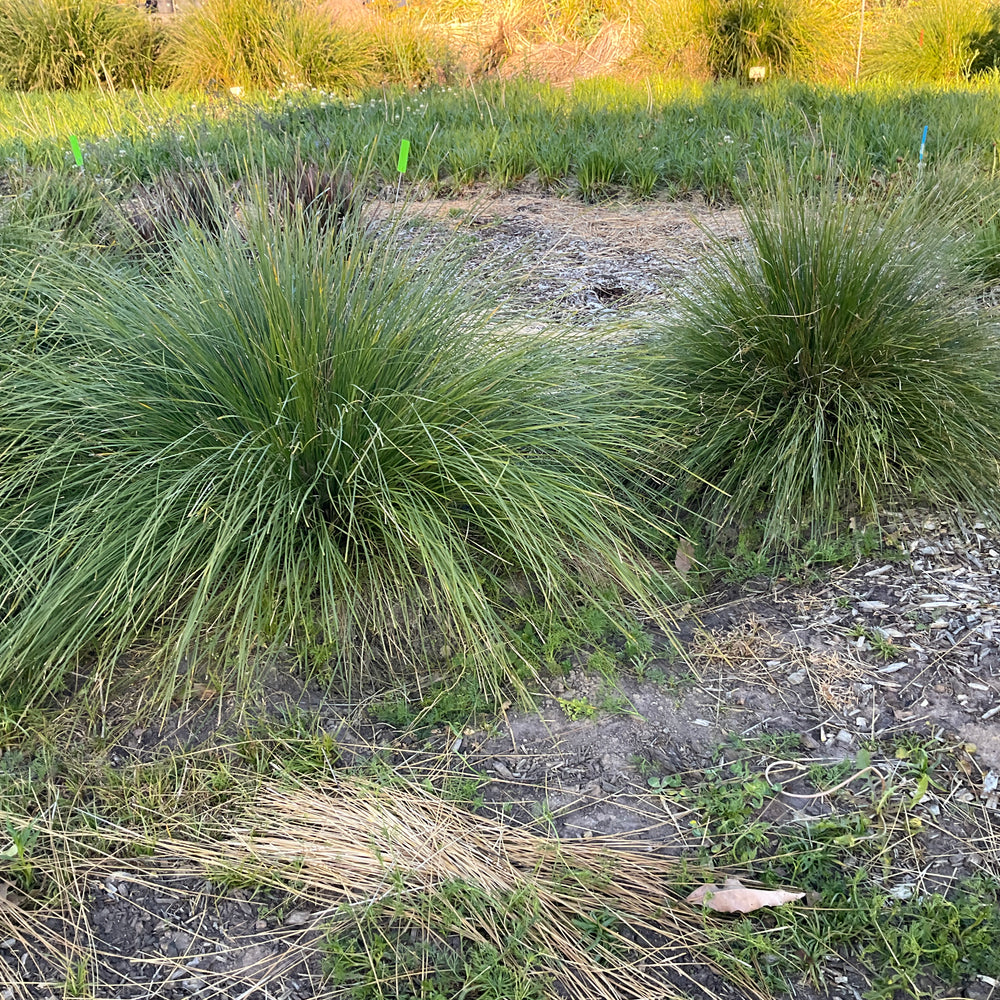 SHARA™ BLUE LOMANDRA PBR