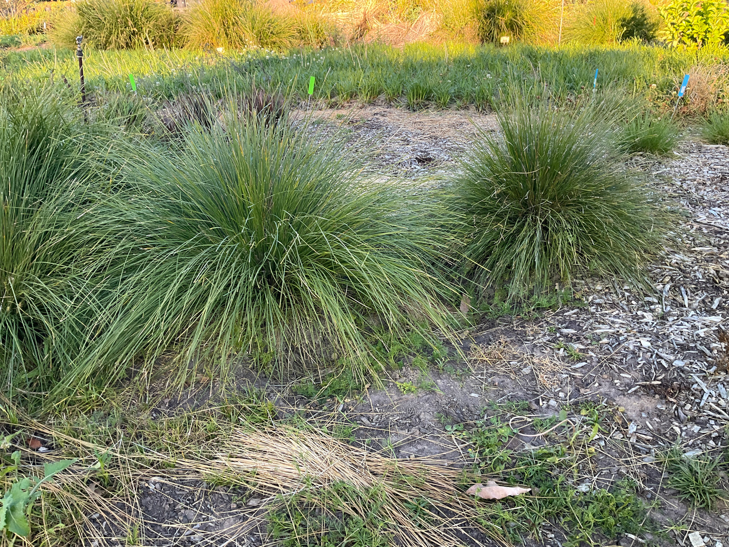 SHARA™ BLUE LOMANDRA PBR