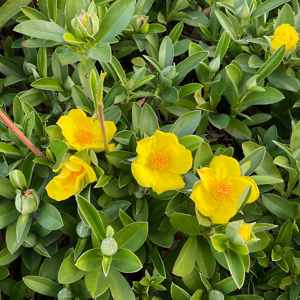 
                      
                        GROUNDSWELL™ HIBBERTIA SCANDENS
                      
                    