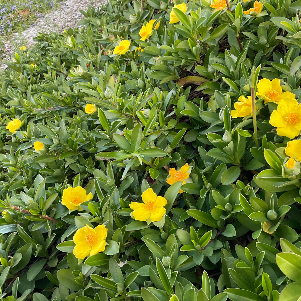 
                      
                        GROUNDSWELL™ HIBBERTIA SCANDENS
                      
                    