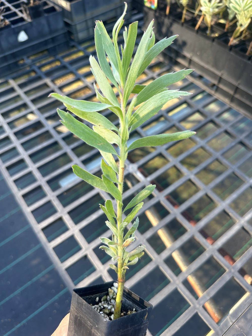 LEUCOSPERMUM TANGO