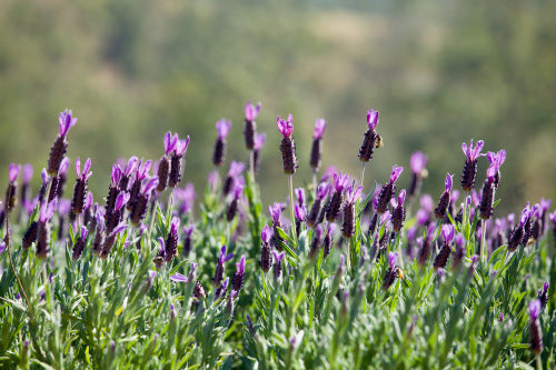 
                      
                        AVONVIEW LAVENDER
                      
                    