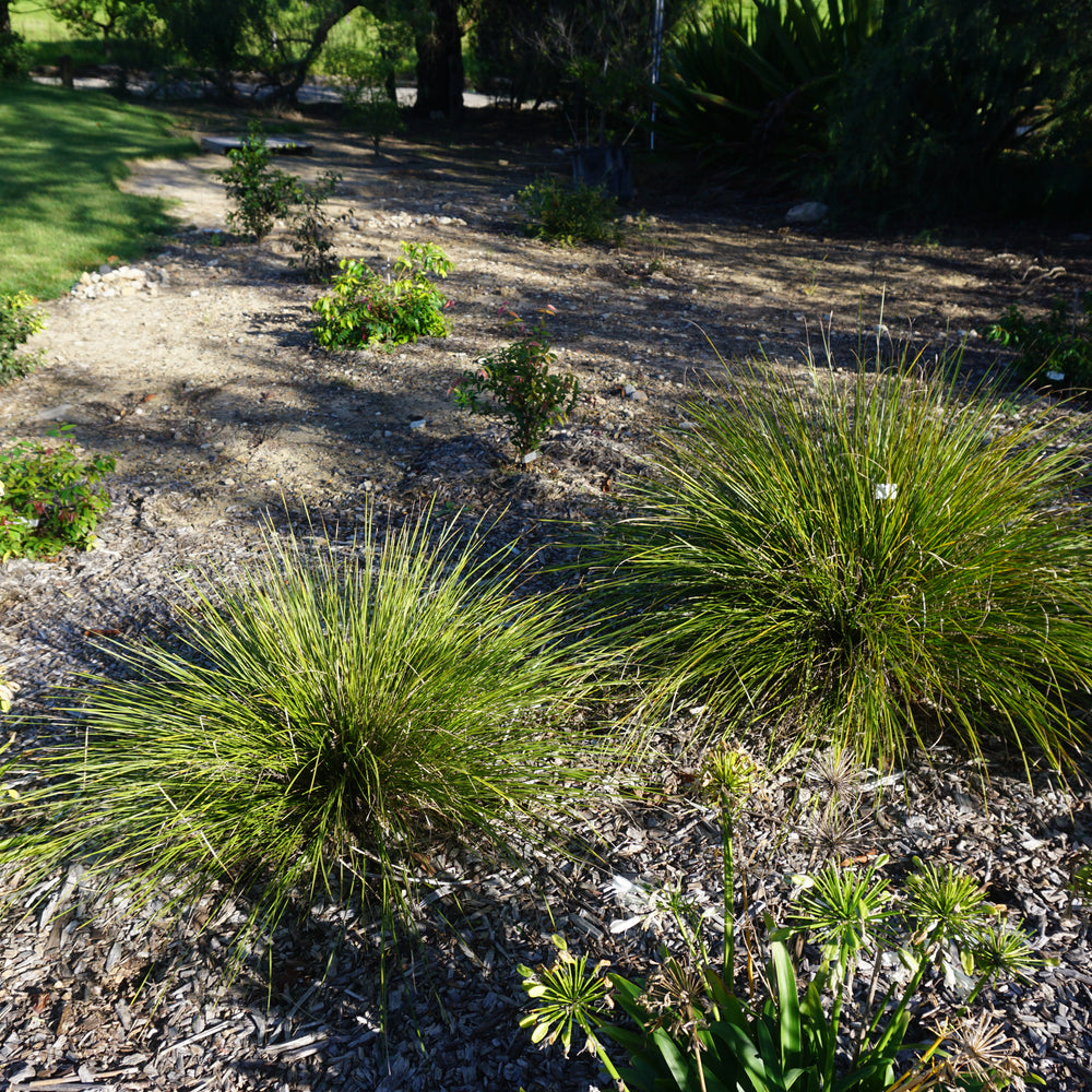 GRASS TREE LOMANDRA™ 'LM301' PBR