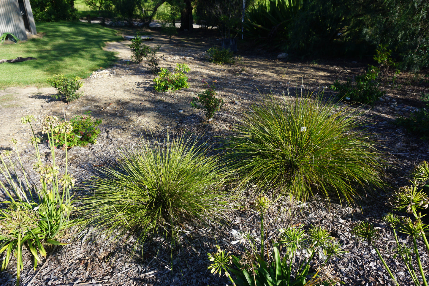 GRASS TREE LOMANDRA™ 'LM301' PBR