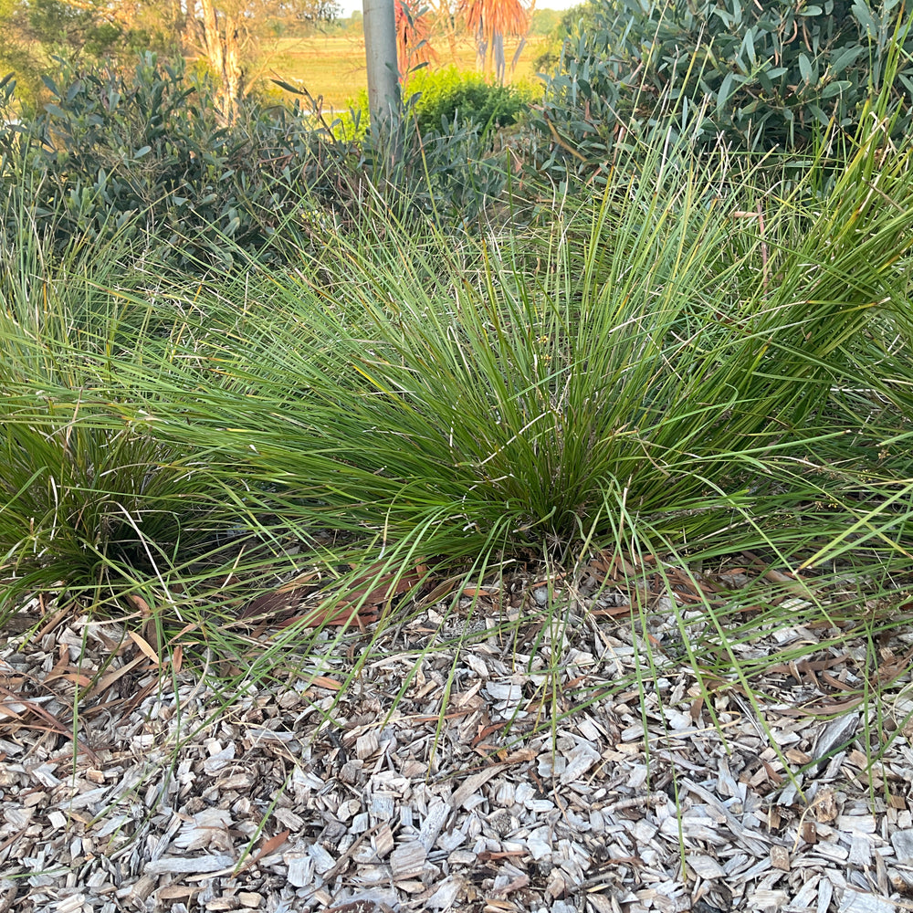 
                      
                        GRASS TREE LOMANDRA™ 'LM301' PBR
                      
                    