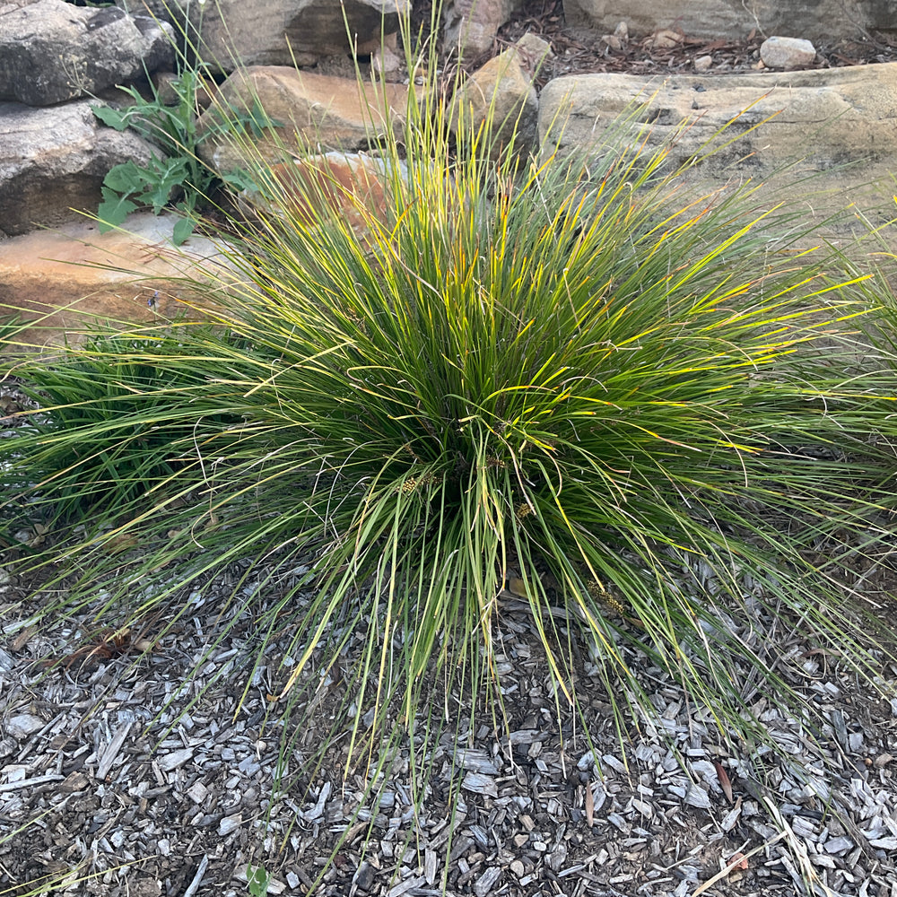 
                      
                        GRASS TREE LOMANDRA™ 'LM301' PBR
                      
                    