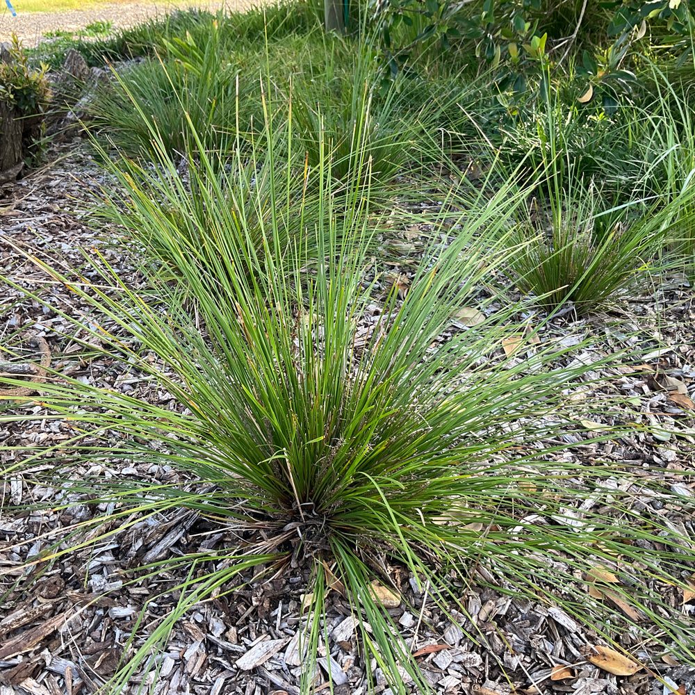 GRASS TREE LOMANDRA™ 'LM301' PBR
