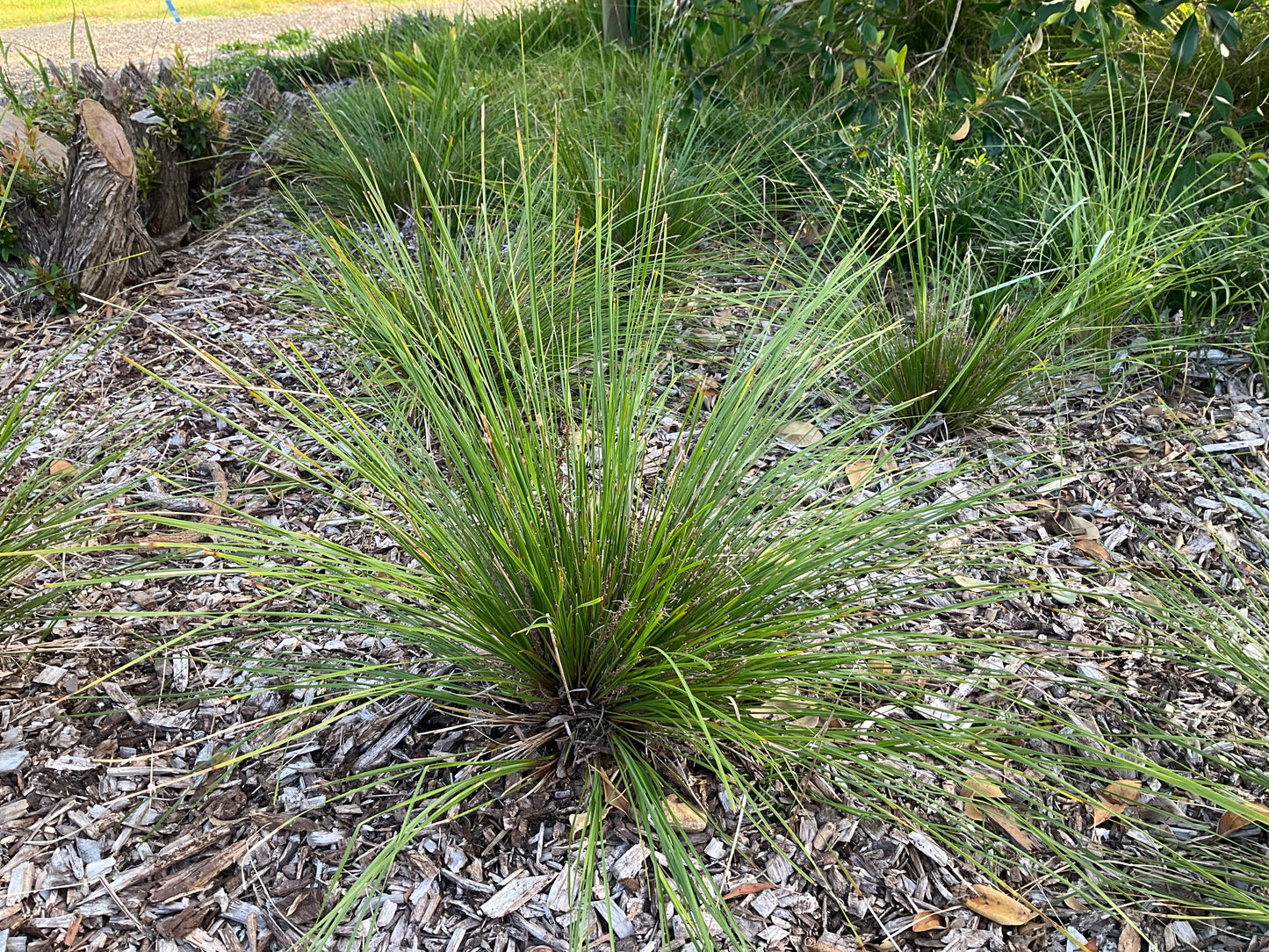 GRASS TREE LOMANDRA™ 'LM301' PBR