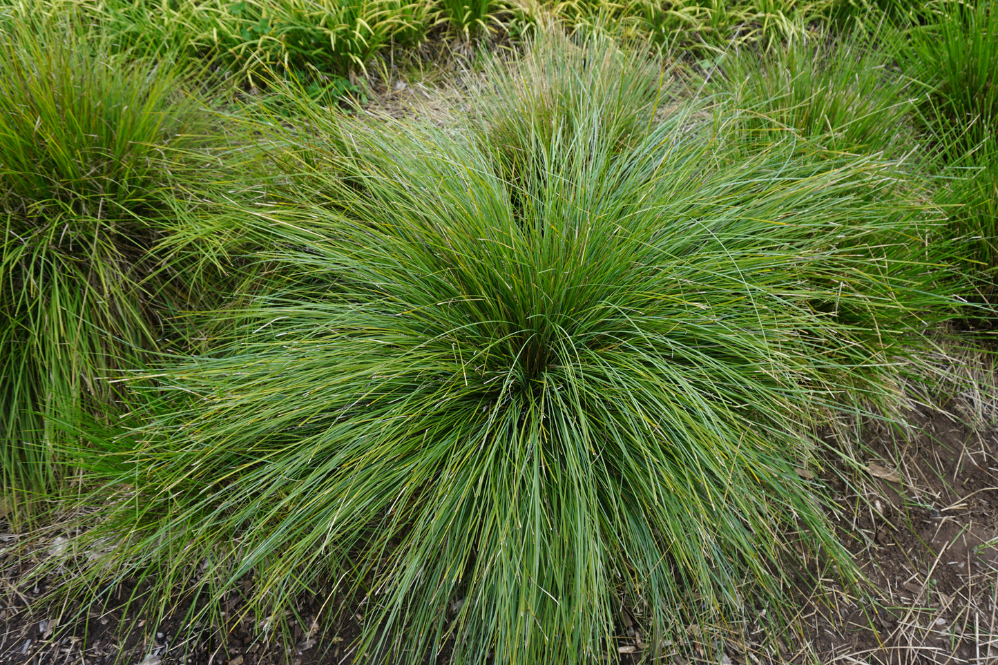 SHARA™ BLUE LOMANDRA PBR