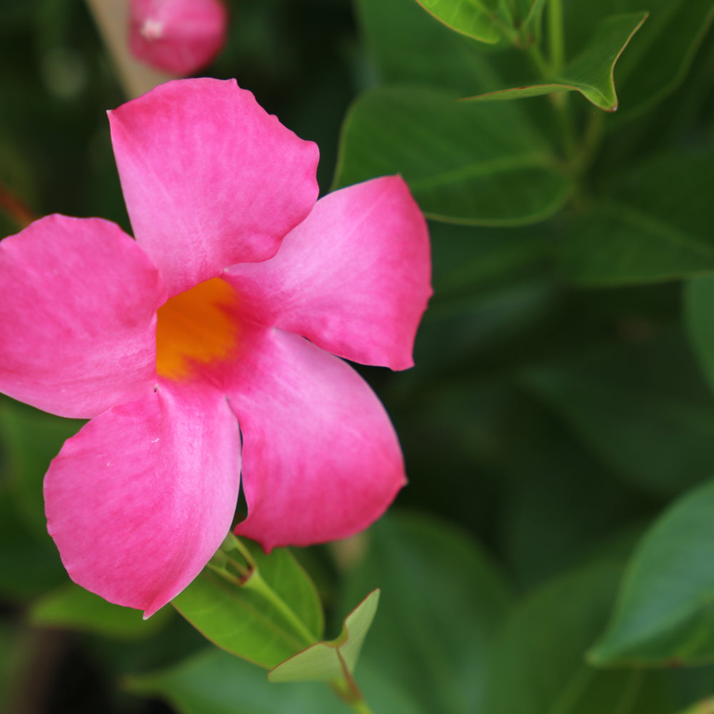
                      
                        MANDEVILLA ALL SEASONS PINK™ PBR INTENDED
                      
                    