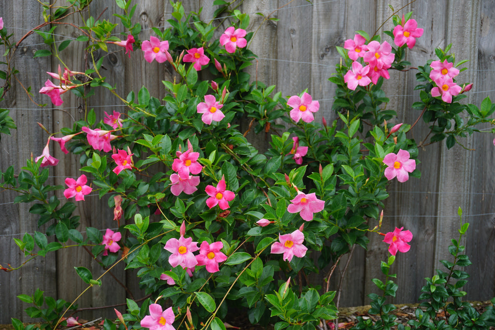 MANDEVILLA ALL SEASONS PINK™ PBR INTENDED