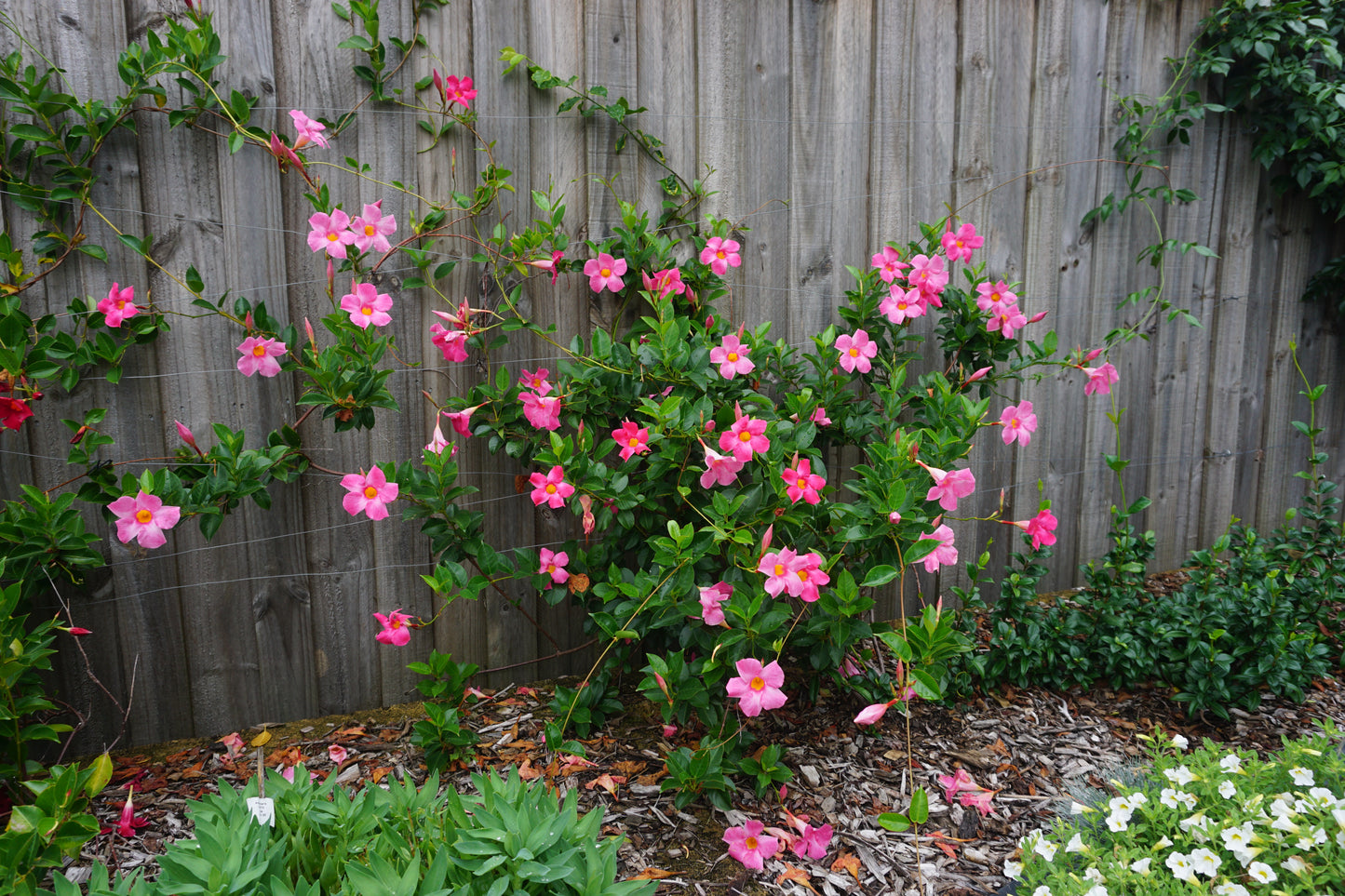 MANDEVILLA ALL SEASONS PINK™ PBR INTENDED