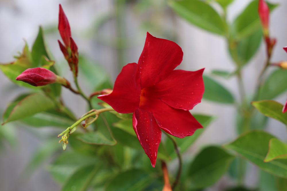 MANDEVILLA ALL SEASONS RED™ PBR INTENDED